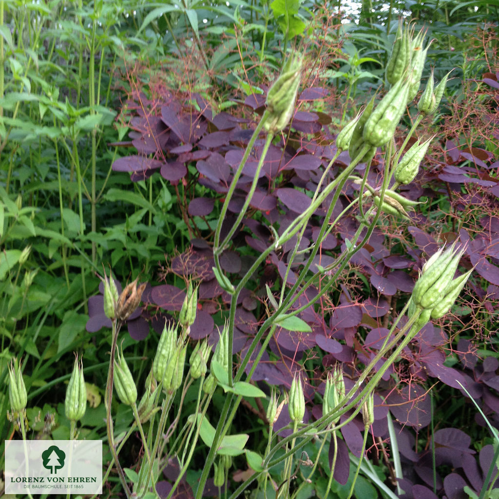 Aquilegia vulgaris 'William Guiness'