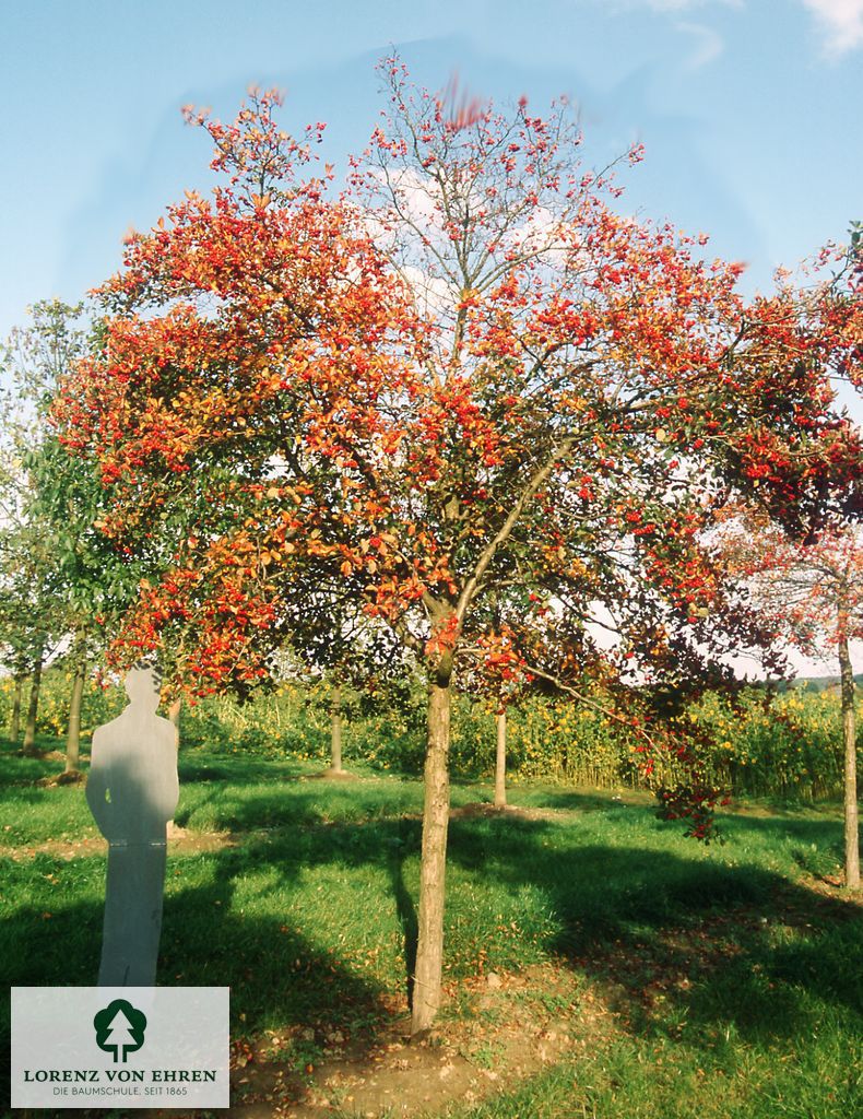 Crataegus prunifolia