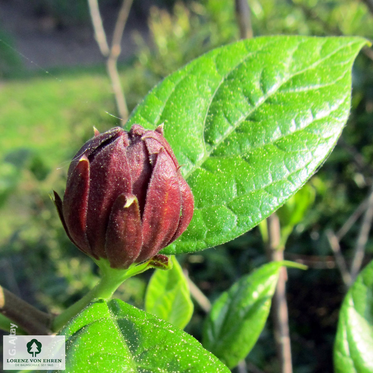 Calycanthus floridus