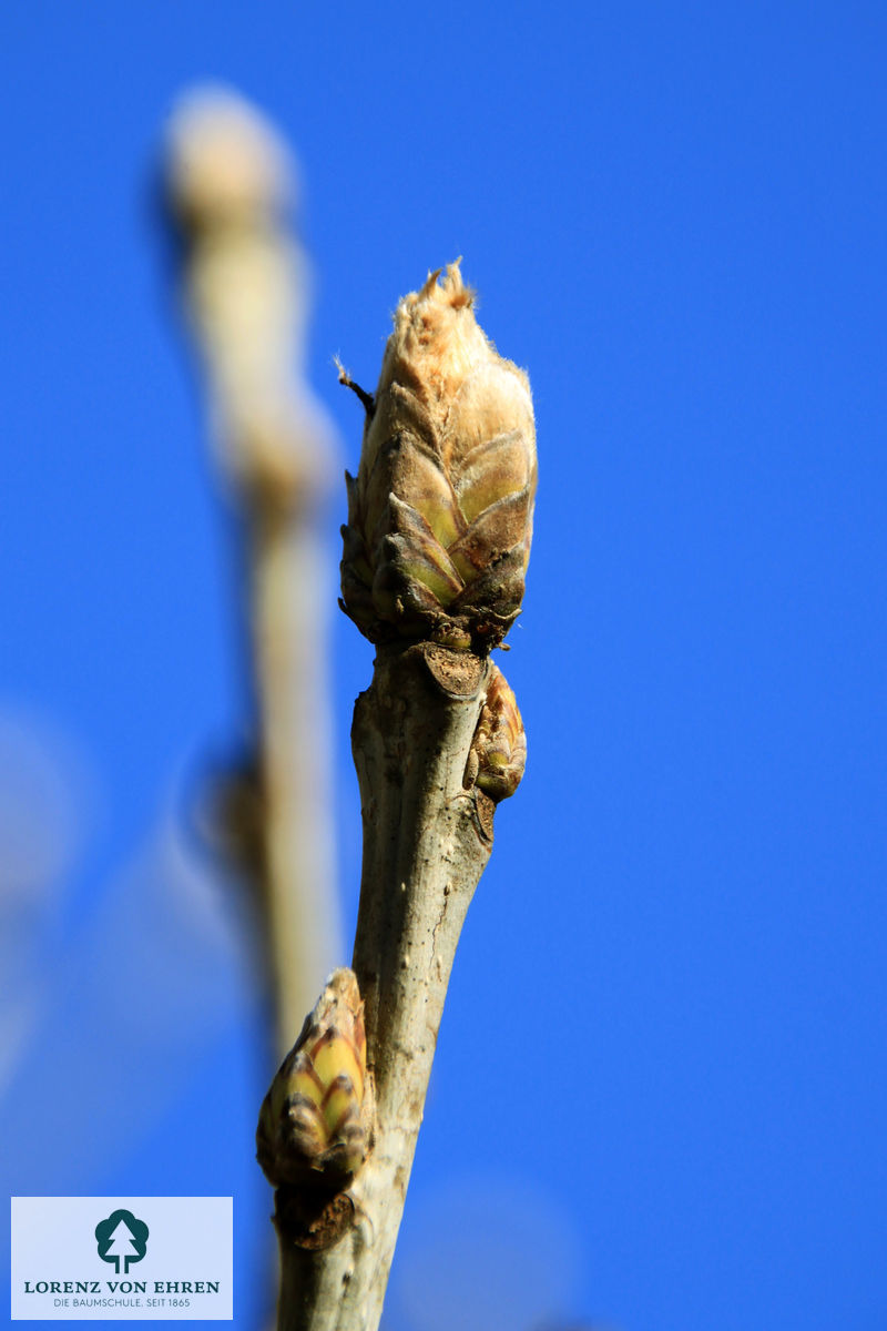 Quercus pontica