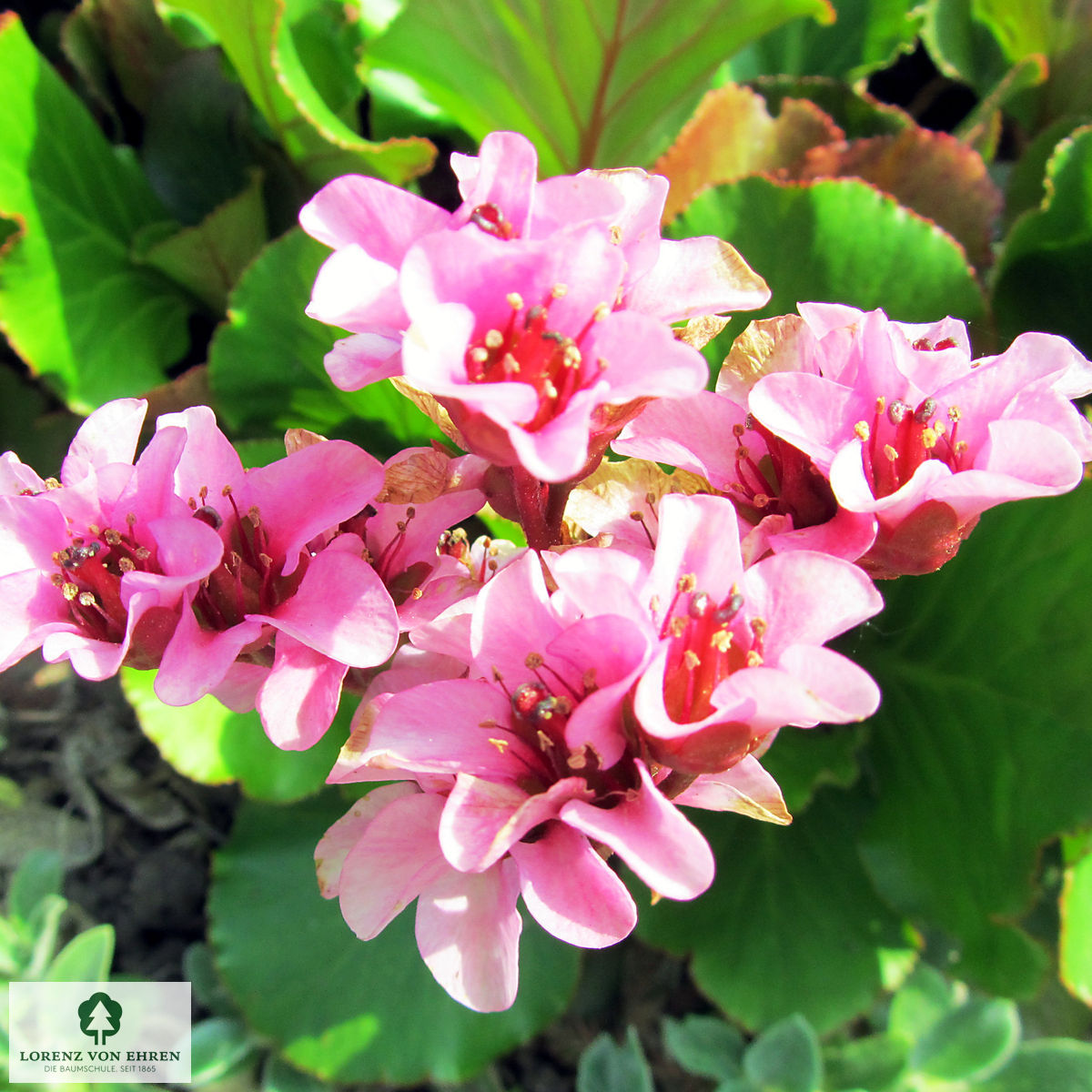 Bergenia cordifolia 'Herbstblüte'