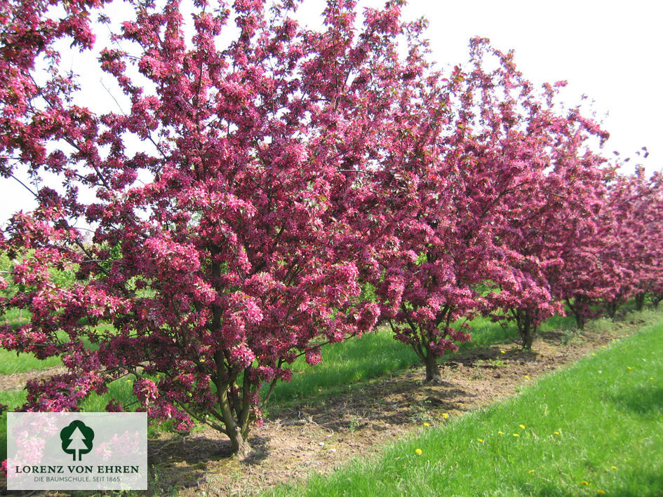 Malus 'Eleyi'