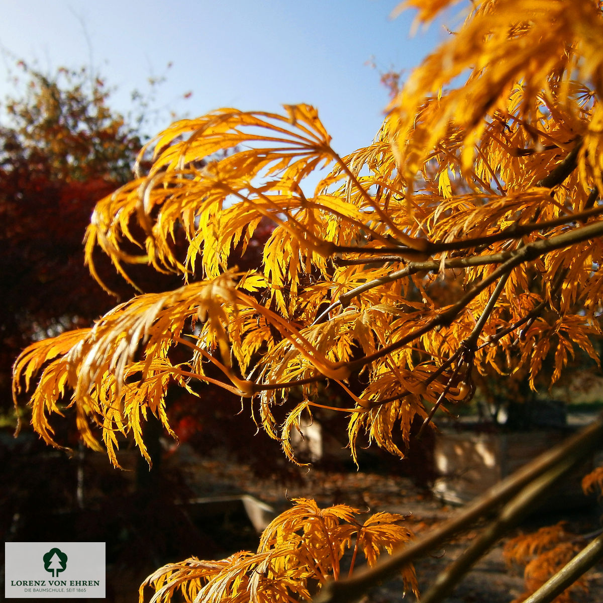 Acer palmatum 'Dissectum'