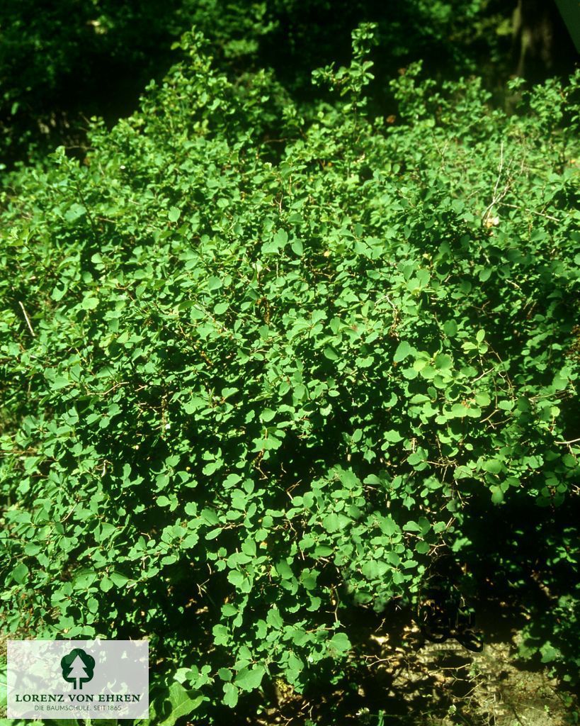 Spiraea trilobata