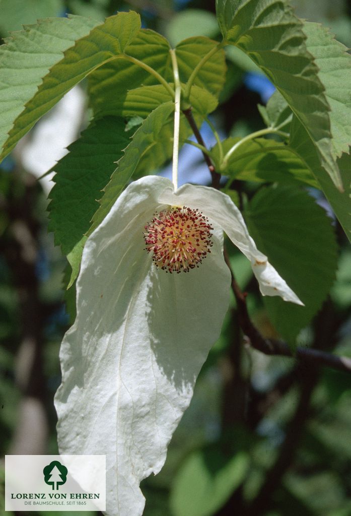 Davidia involucrata vilmoriniana