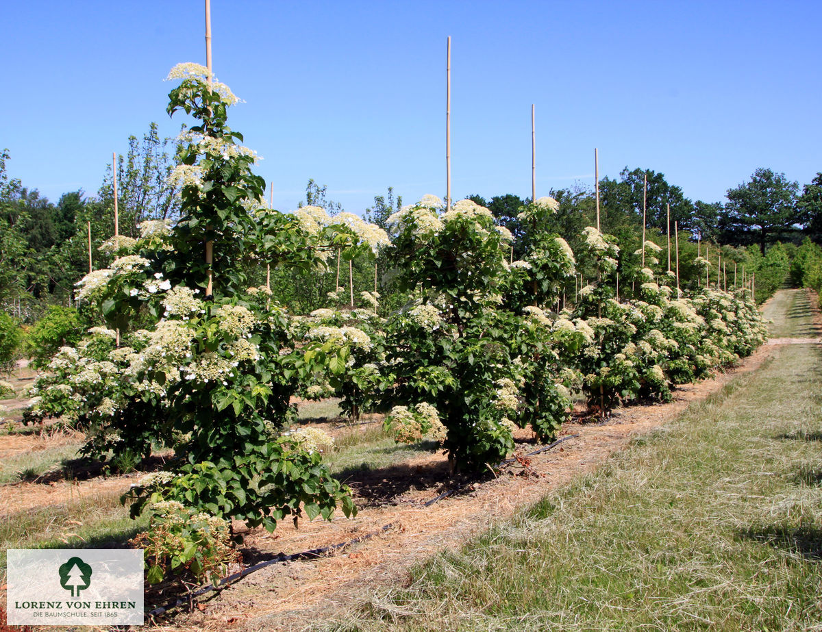 Hydrangea petiolaris