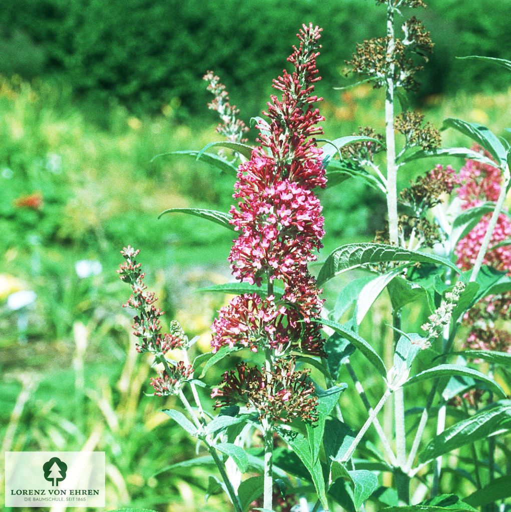 Buddleja davidii 'Purple Prince'