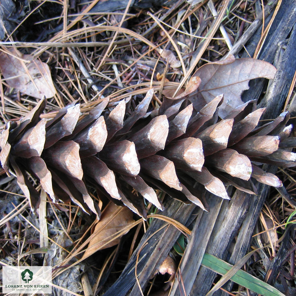 Pinus wallichiana