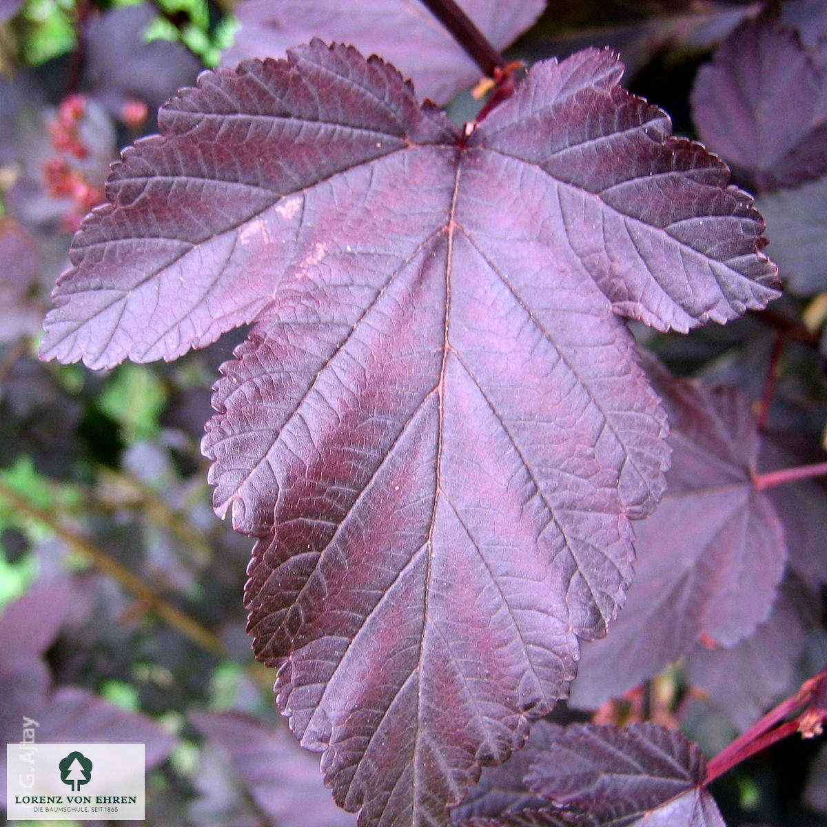 Physocarpus opulifolius 'Diabolo'