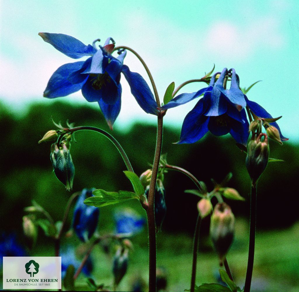 Aquilegia alpina