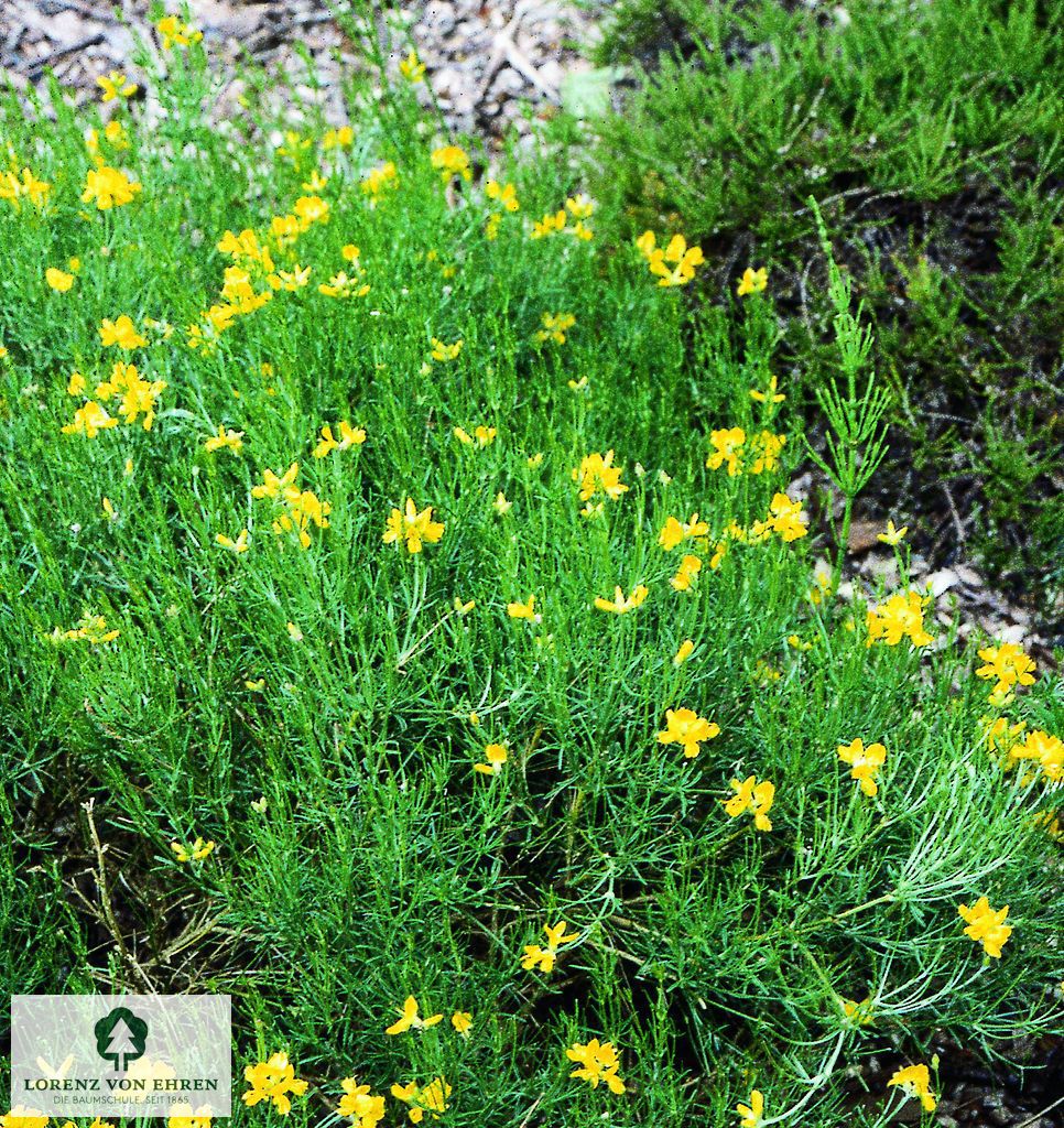 Genista tinctoria