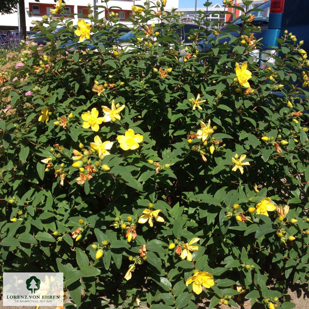 Hypericum 'Hidcote'