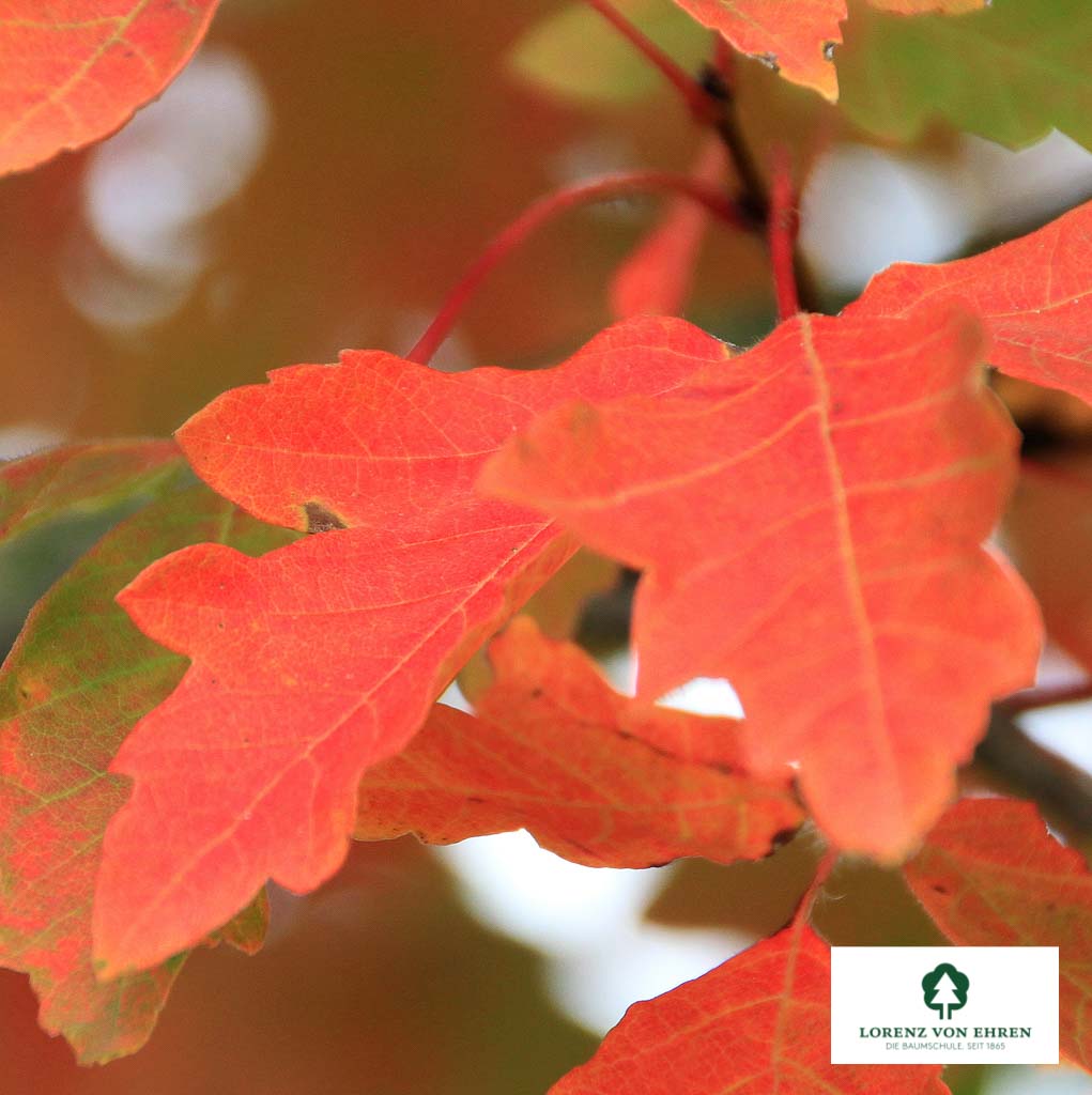 Acer griseum