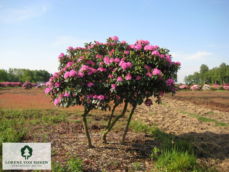 Rhododendron Hybride 'Roseum Elegans'