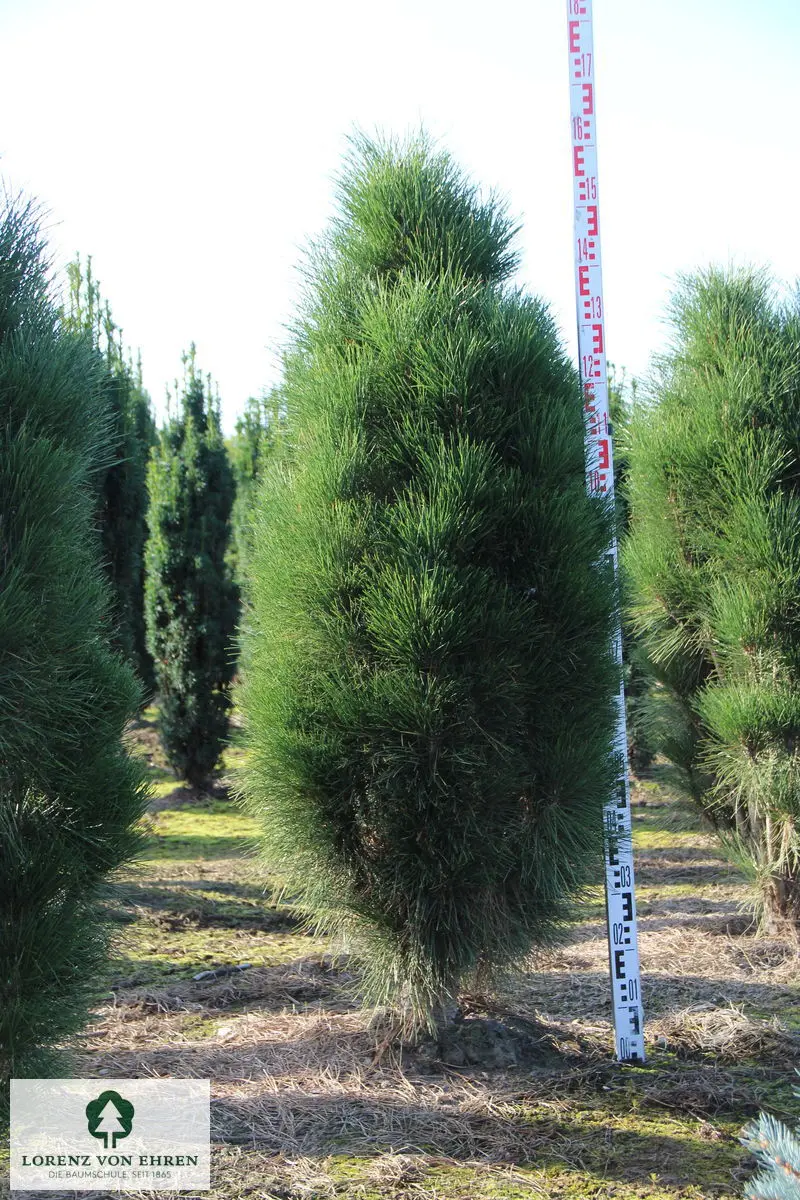 Pinus nigra austriaca 'Green Tower'