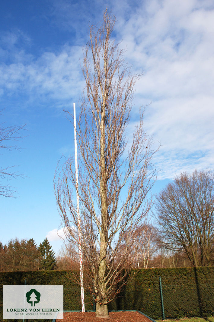 Fagus sylvatica 'Dawyck Purple'