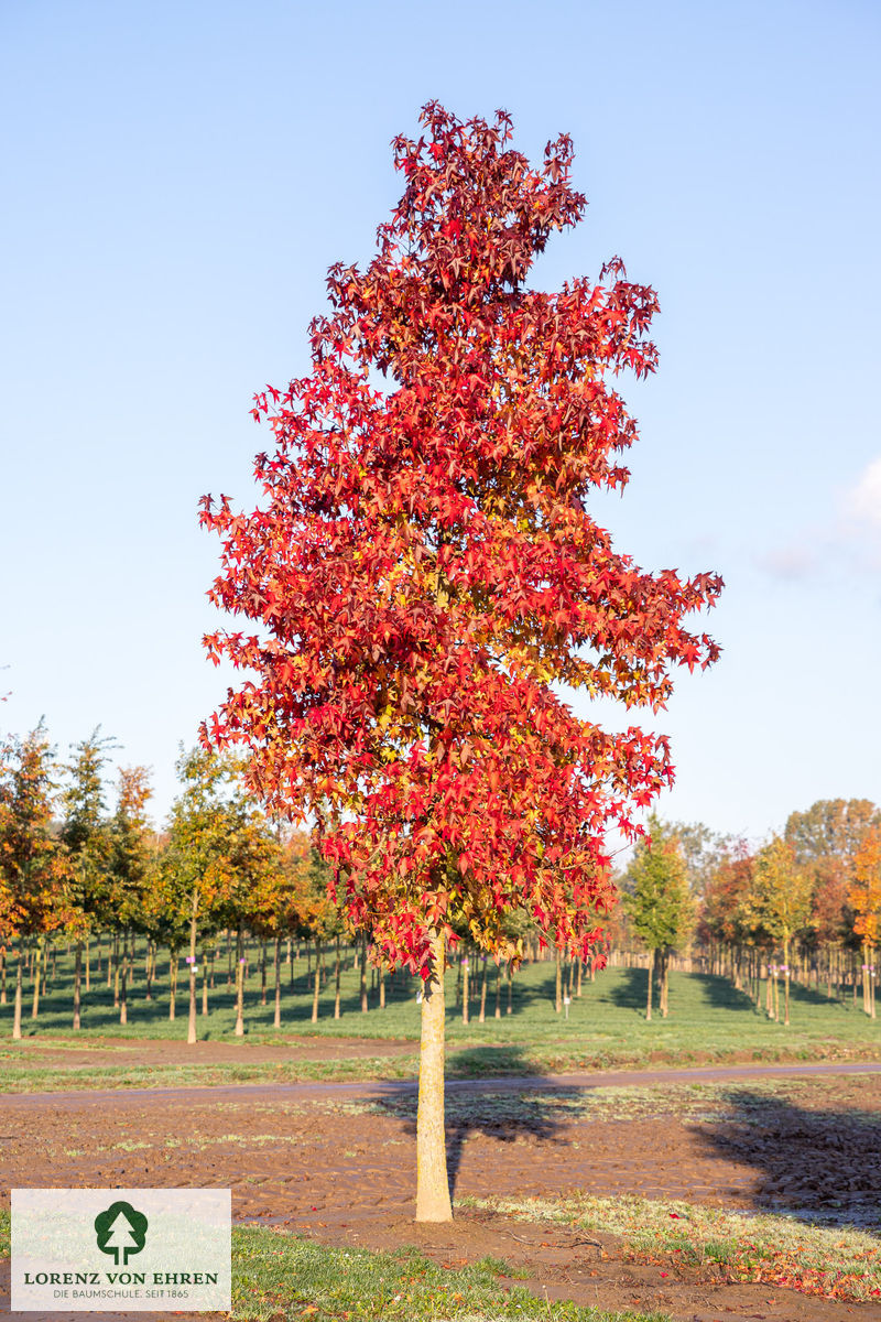 Liquidambar styraciflua