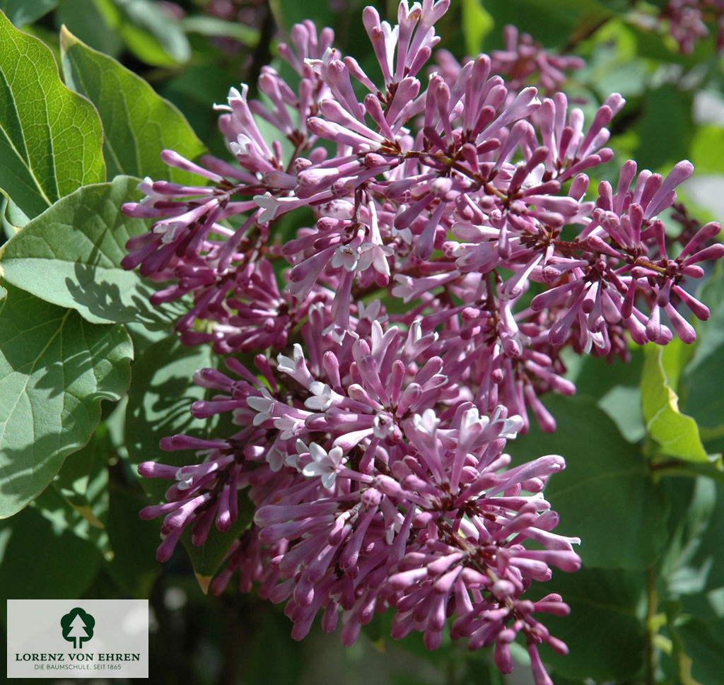 Syringa meyeri 'Palibin'