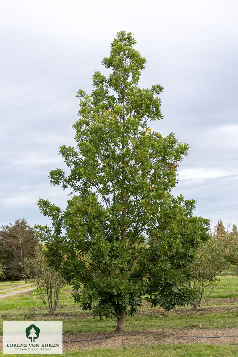 Quercus turneri 'Pseudoturneri'