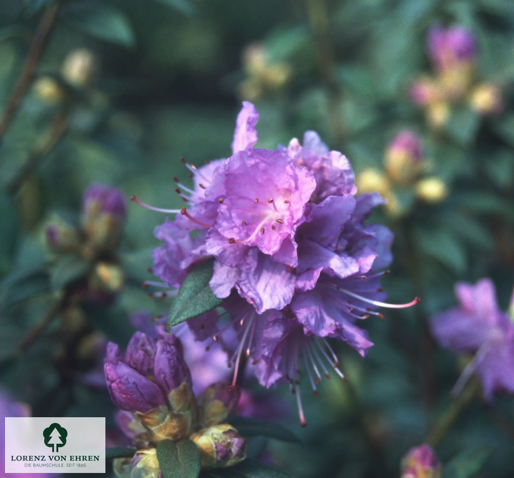 Rhododendron impeditum 'Blaumeise'
