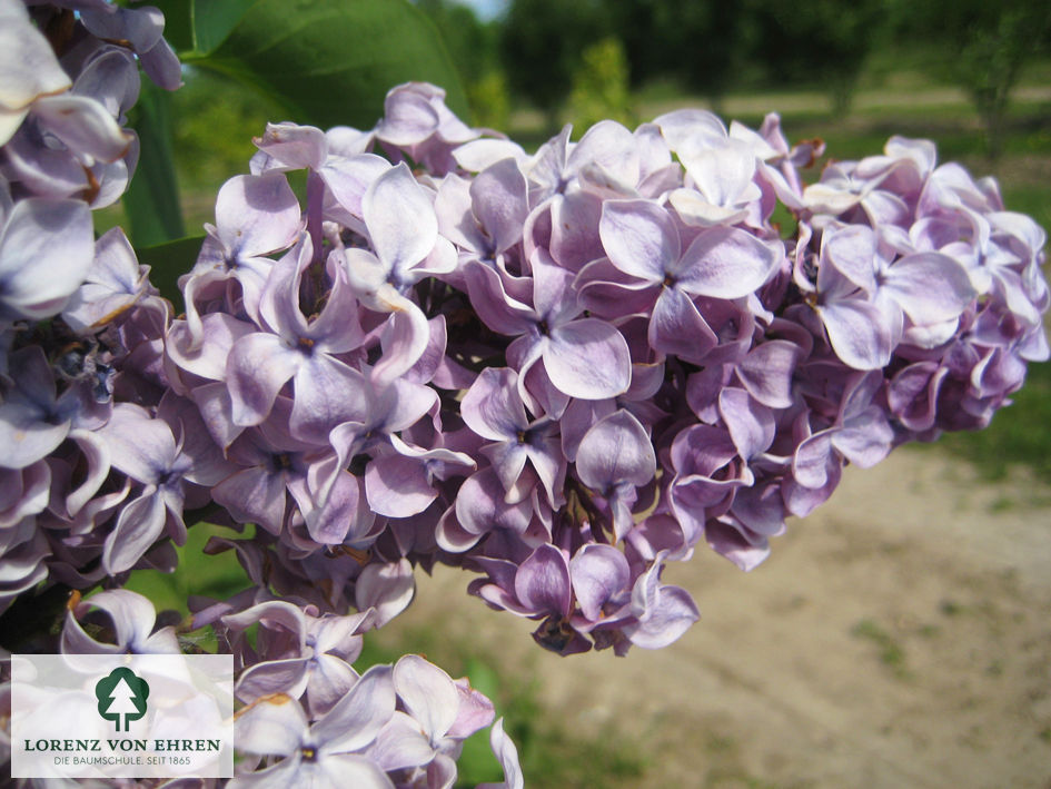 Syringa vulgaris 'Michel Buchner'