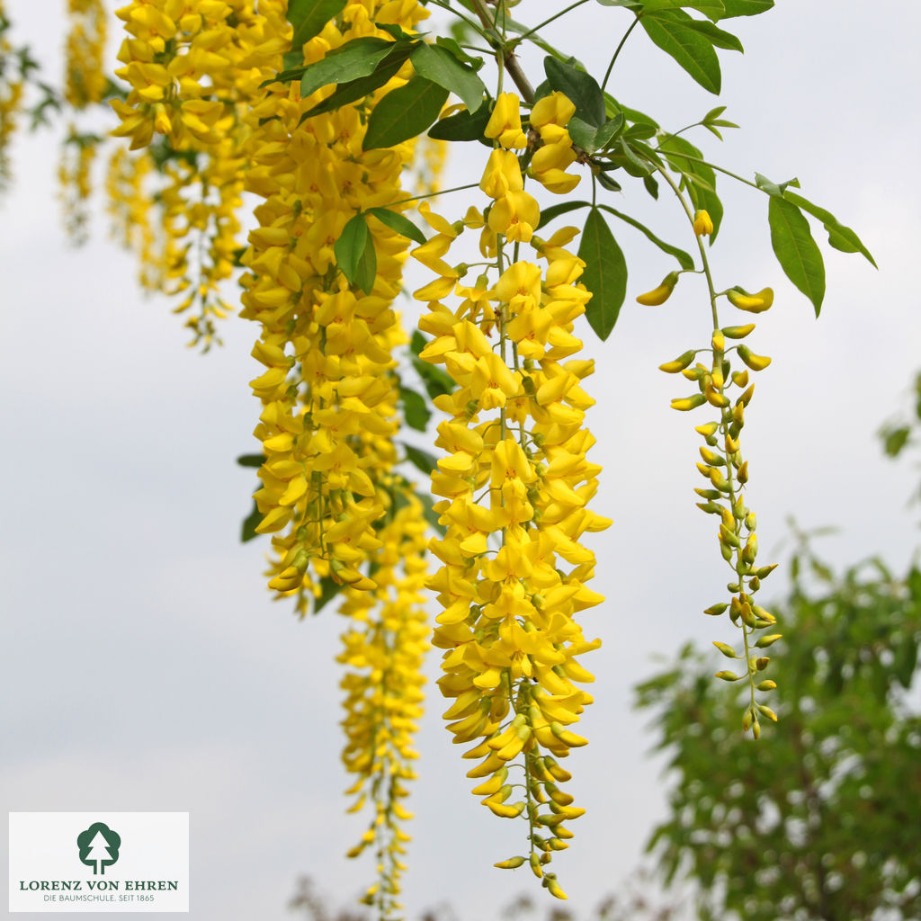 Laburnum watereri 'Vossii'
