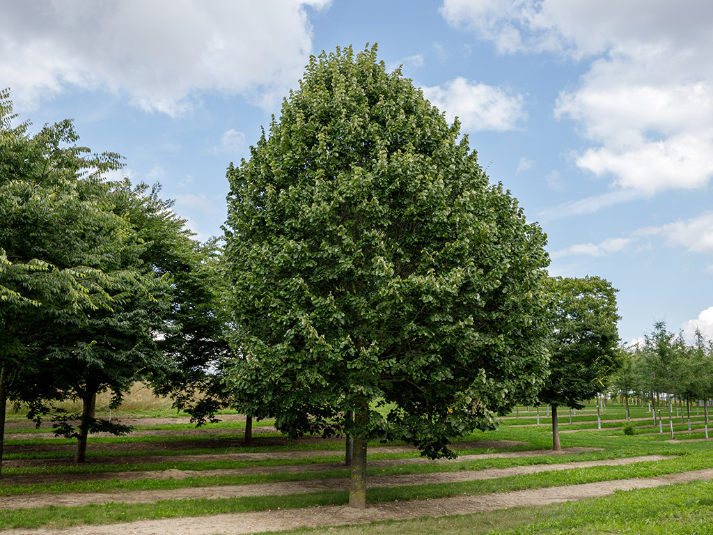 Tilia tomentosa Brabant Solitär Eine wunderschöne große Linde