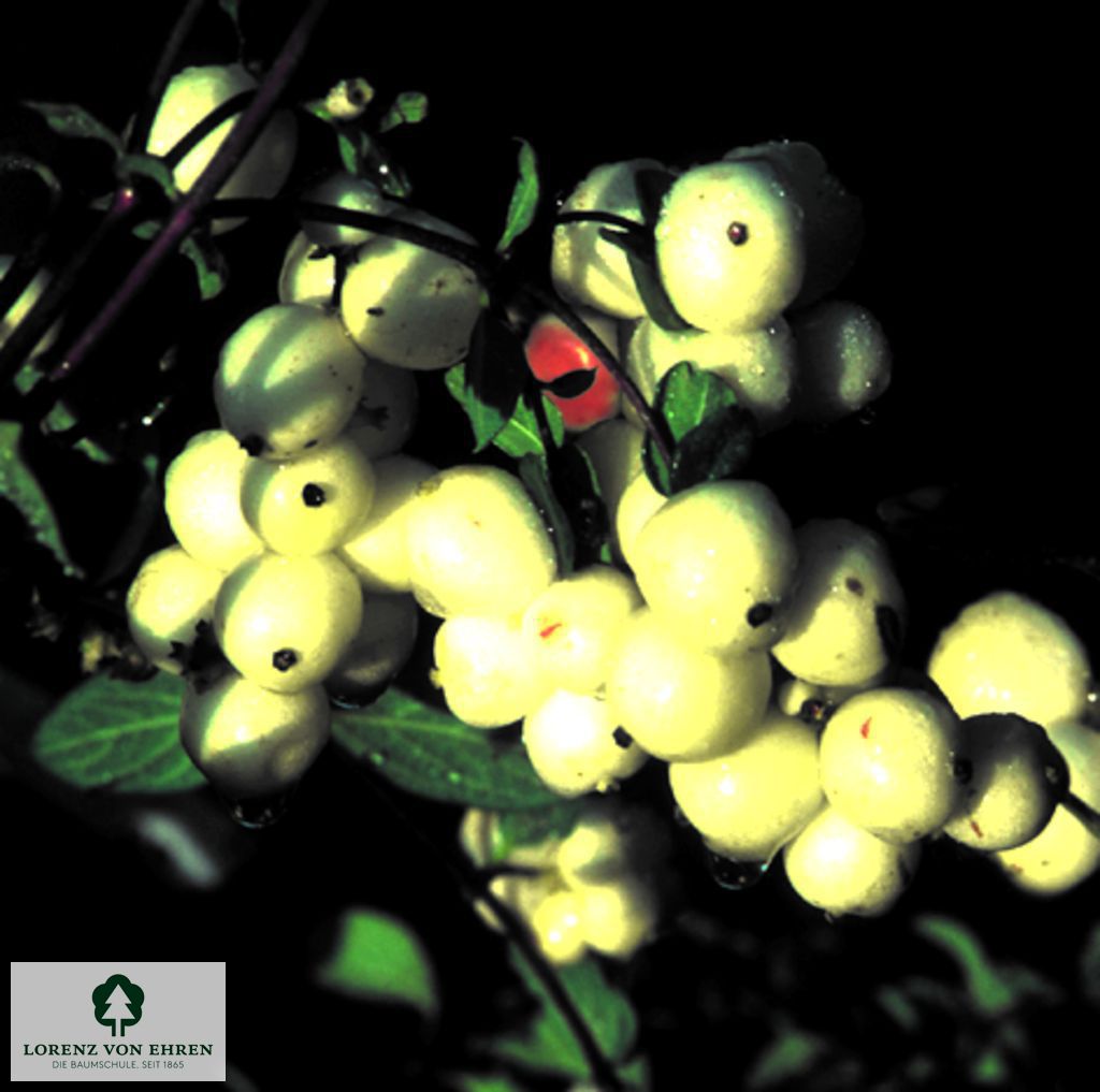 Symphoricarpos doorenbosii 'White Hedge'