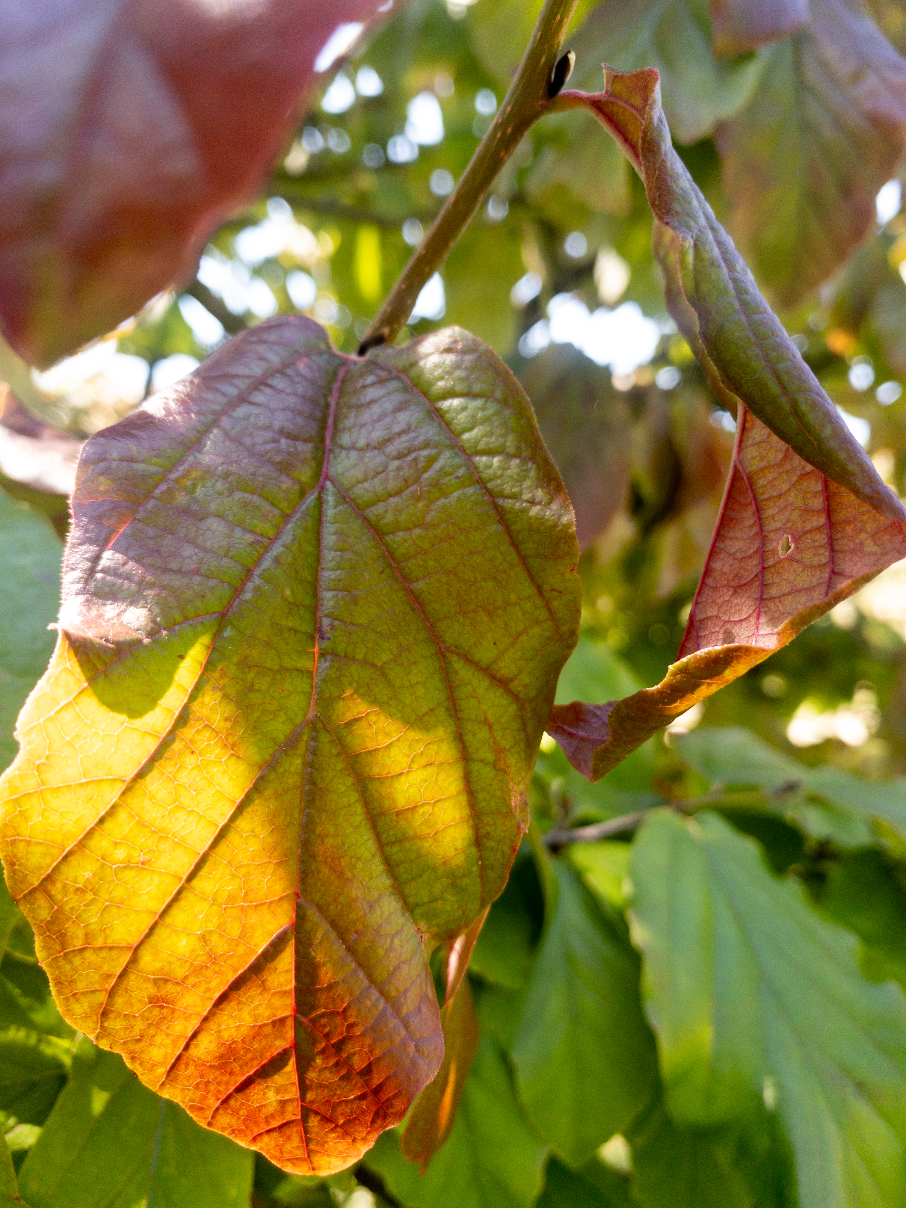Parrotia persica Unikat