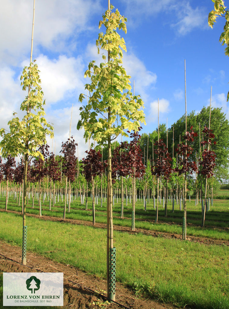 Acer platanoides 'Drummondii'