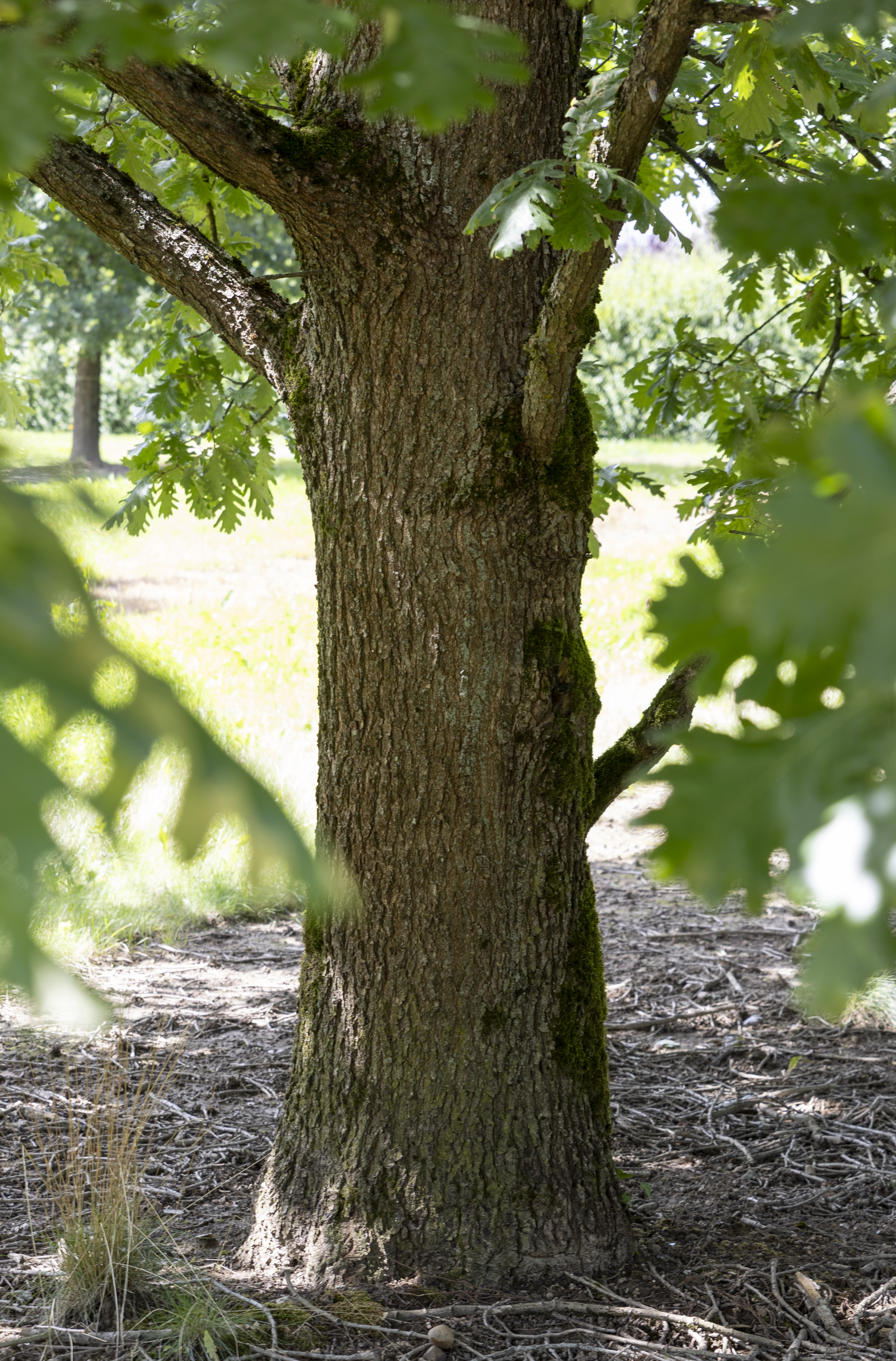 Quercus frainetto Unikat