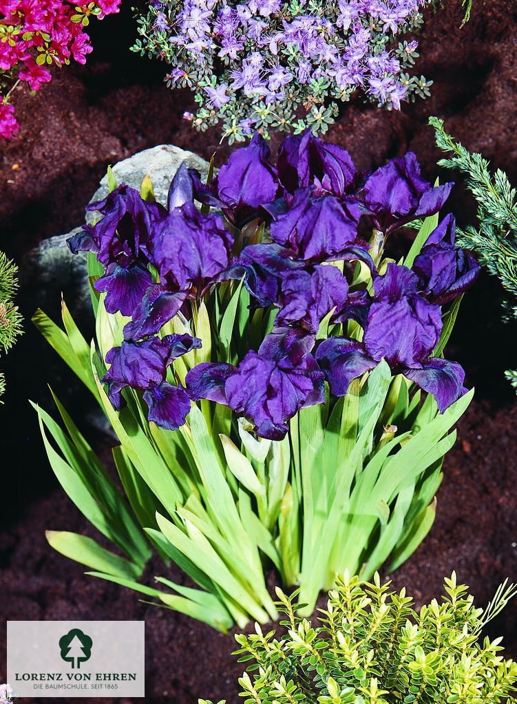 Iris barbata-nana 'Coerulea'