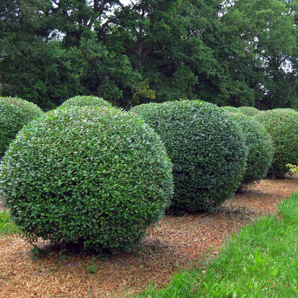 Entdecken Sie unsere Liguster in kugelform – kunstvoll geformt, natürlich gewachsen. Bringen Sie Symmetrie und Eleganz in Ihren Garten mit unseren handgepflegten Ligusterkugeln.