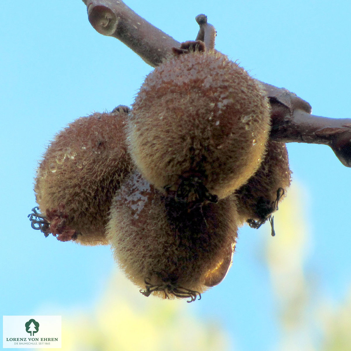 Actinidia chinensis