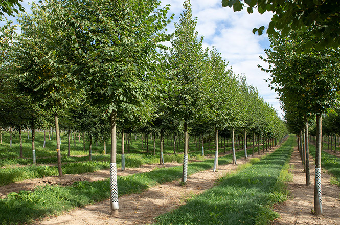 Tilia cordata