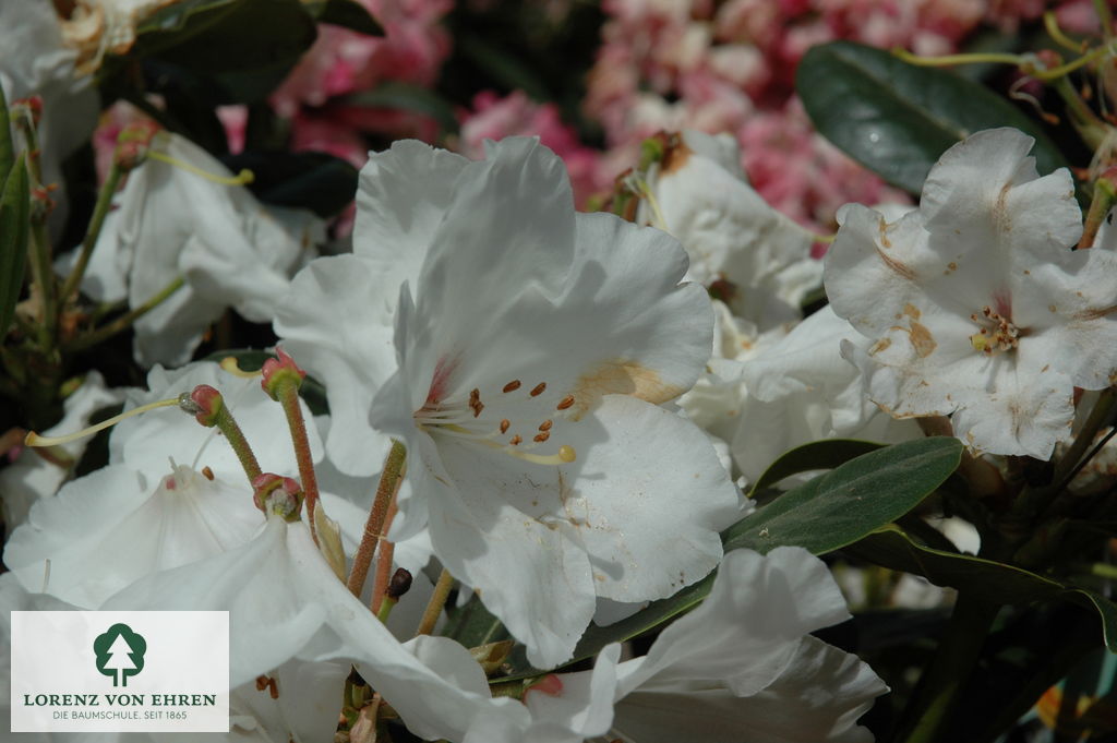 stephanotis floribunda madagascar jasmine Stephanotis floribunda (Madagascar Jasmine) – Ricardo's Nursery main image 1