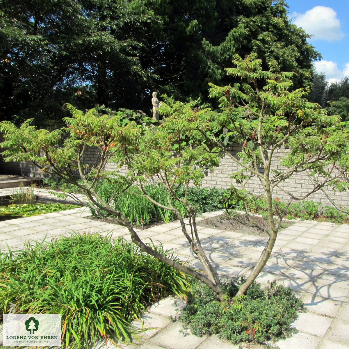 Rhus typhina 'Dissecta'
