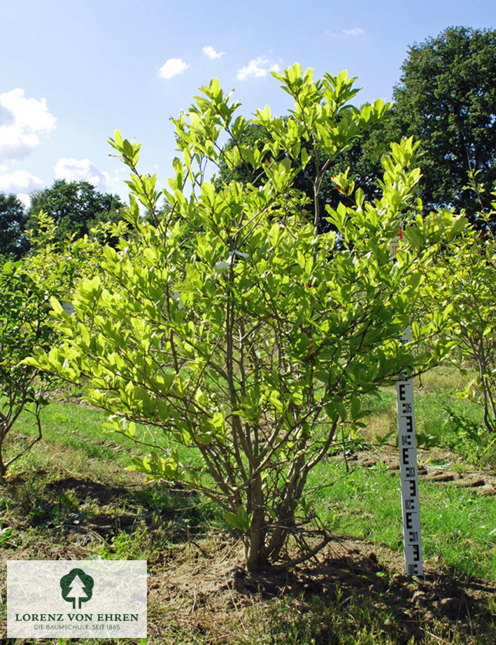 Magnolia stellata