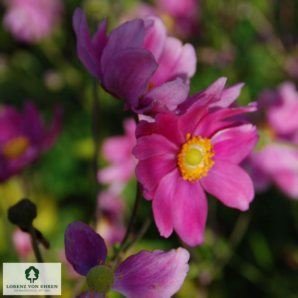 Anemone hupehensis 'Prinz Heinrich'
