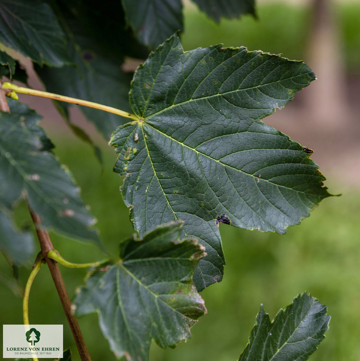 Acer pseudoplatanus 'Rotterdam'