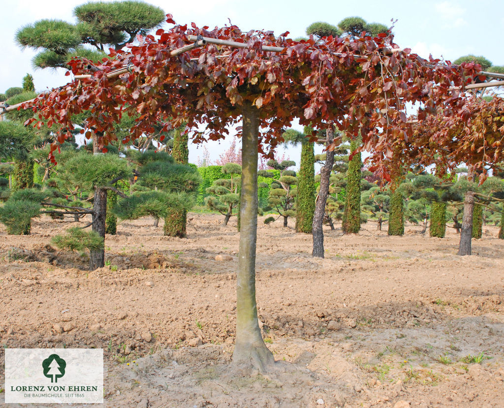 Fagus sylvatica 'Purpurea Pendula'