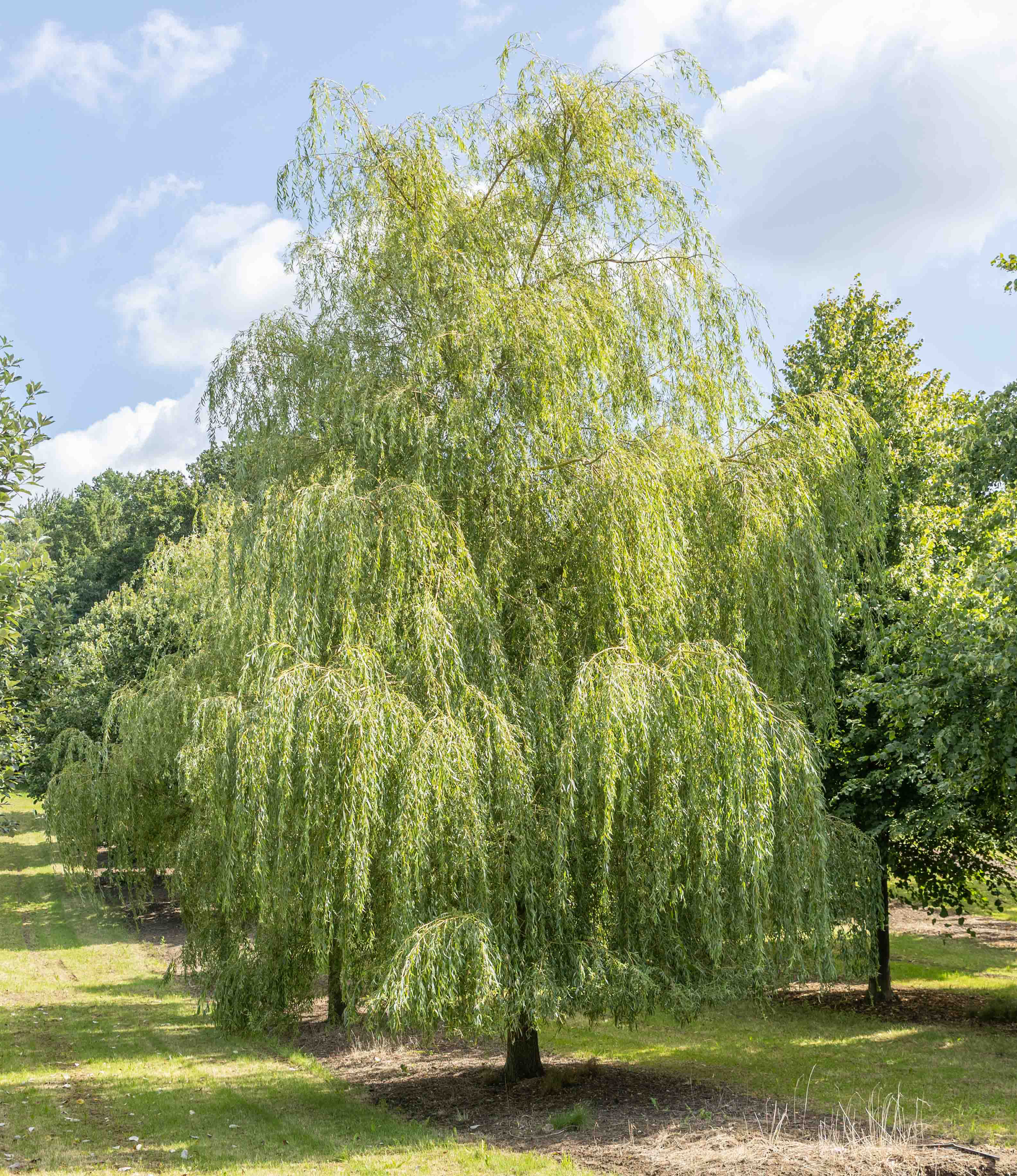 Eine große Trauerweide