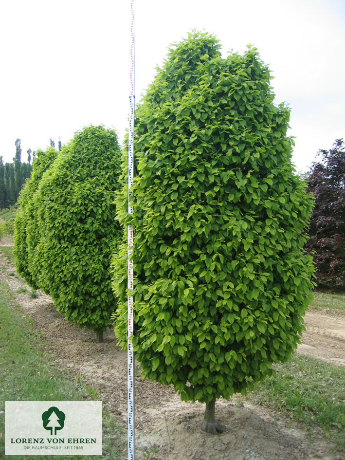 Carpinus betulus 'Fastigiata Monument'