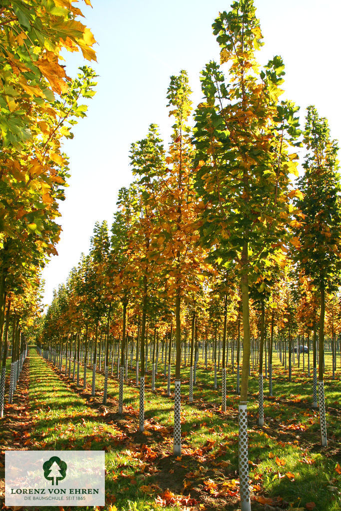 Acer platanoides 'Columnare'