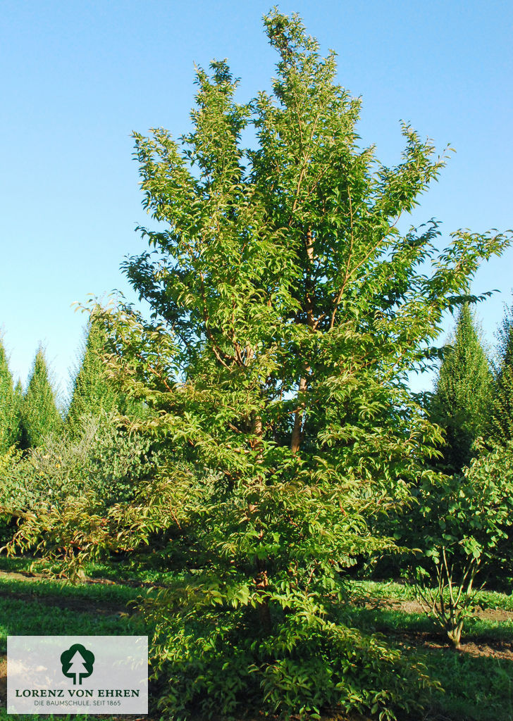 Stewartia pseudocamellia