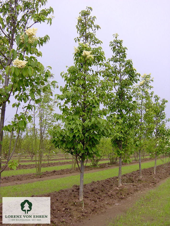 Syringa reticulata 'Ivory Silk'