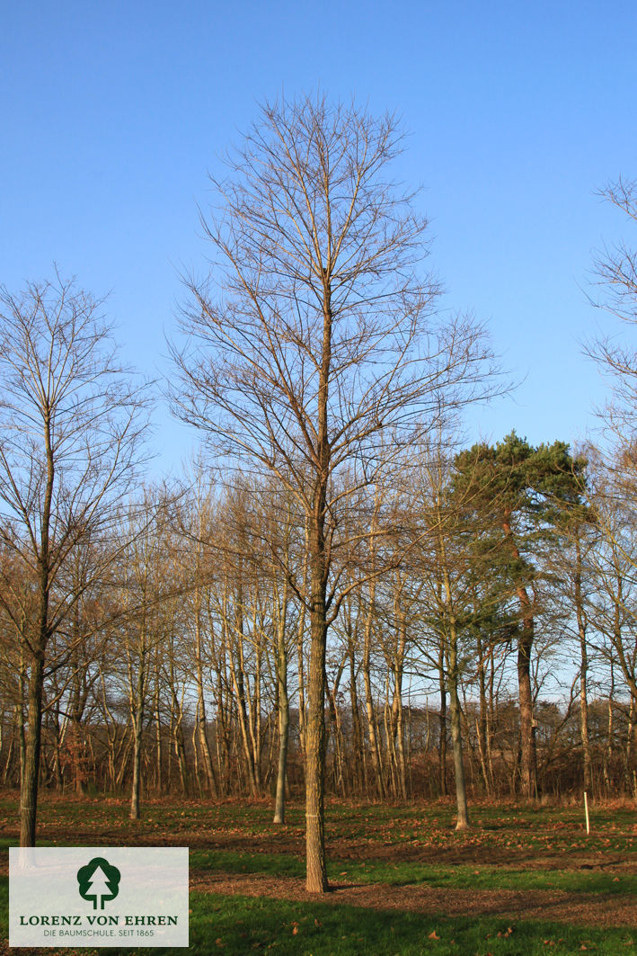 Robinia pseudoacacia 'Unifolia'