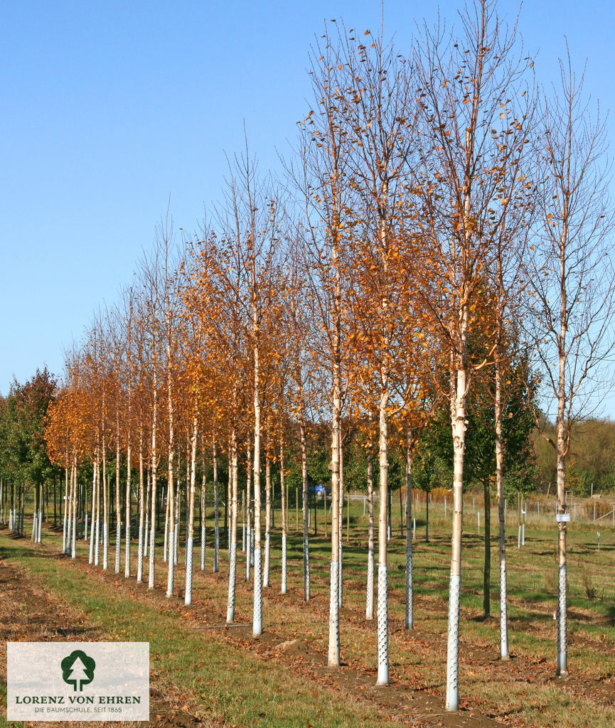 Betula ermanii