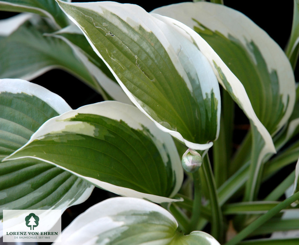 Hosta 'Patriot'