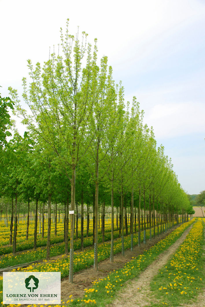 Fraxinus pennsylvanica 'Patmore'